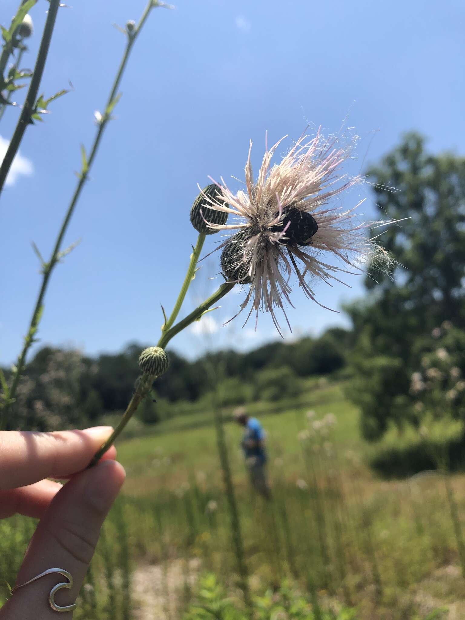 Imagem de Cirsium nuttalii DC.