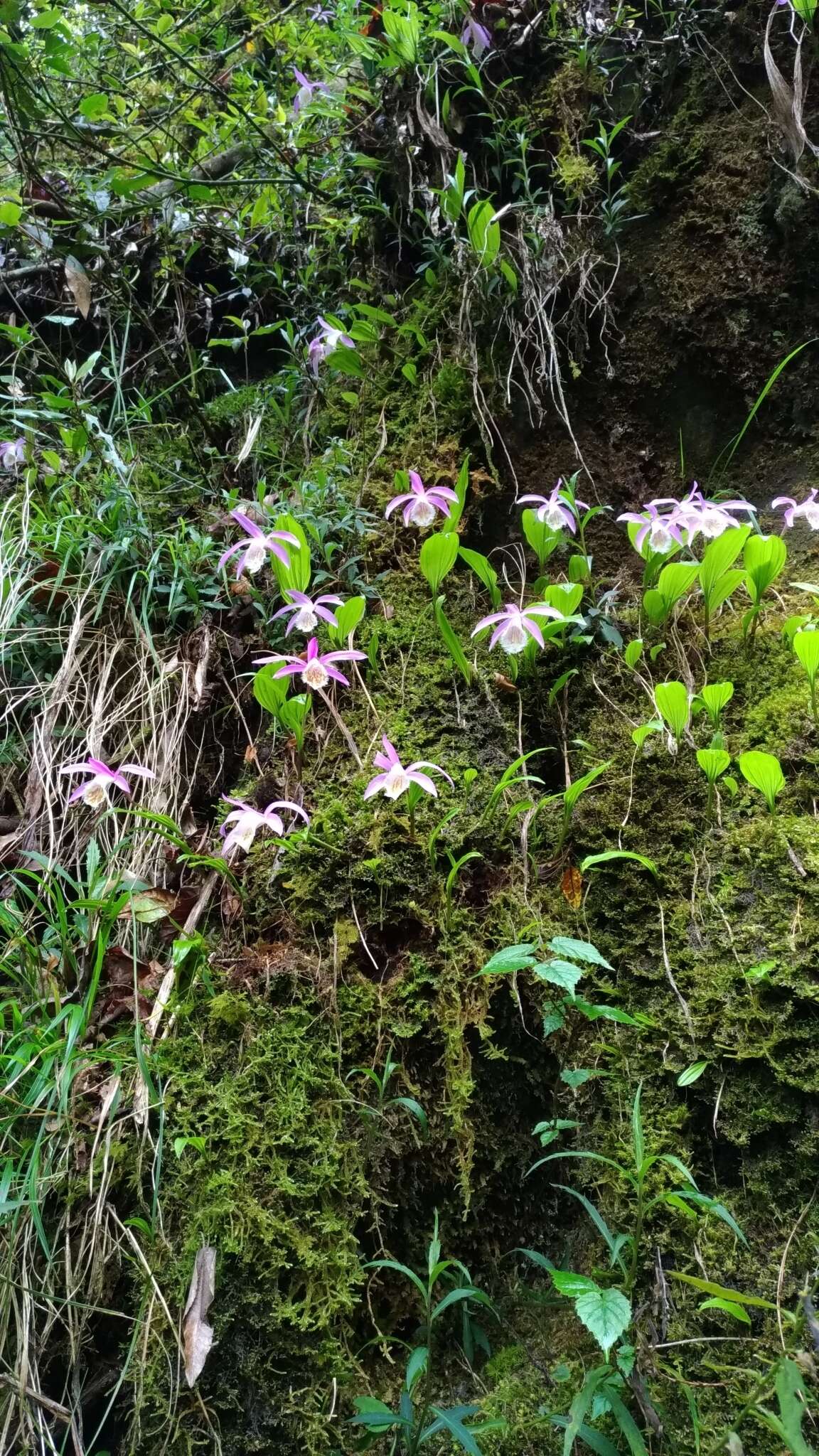 Pleione formosana Hayata resmi