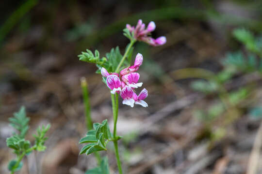 Plancia ëd <i>Hosackia stipularis</i> var. <i>ottleyi</i>