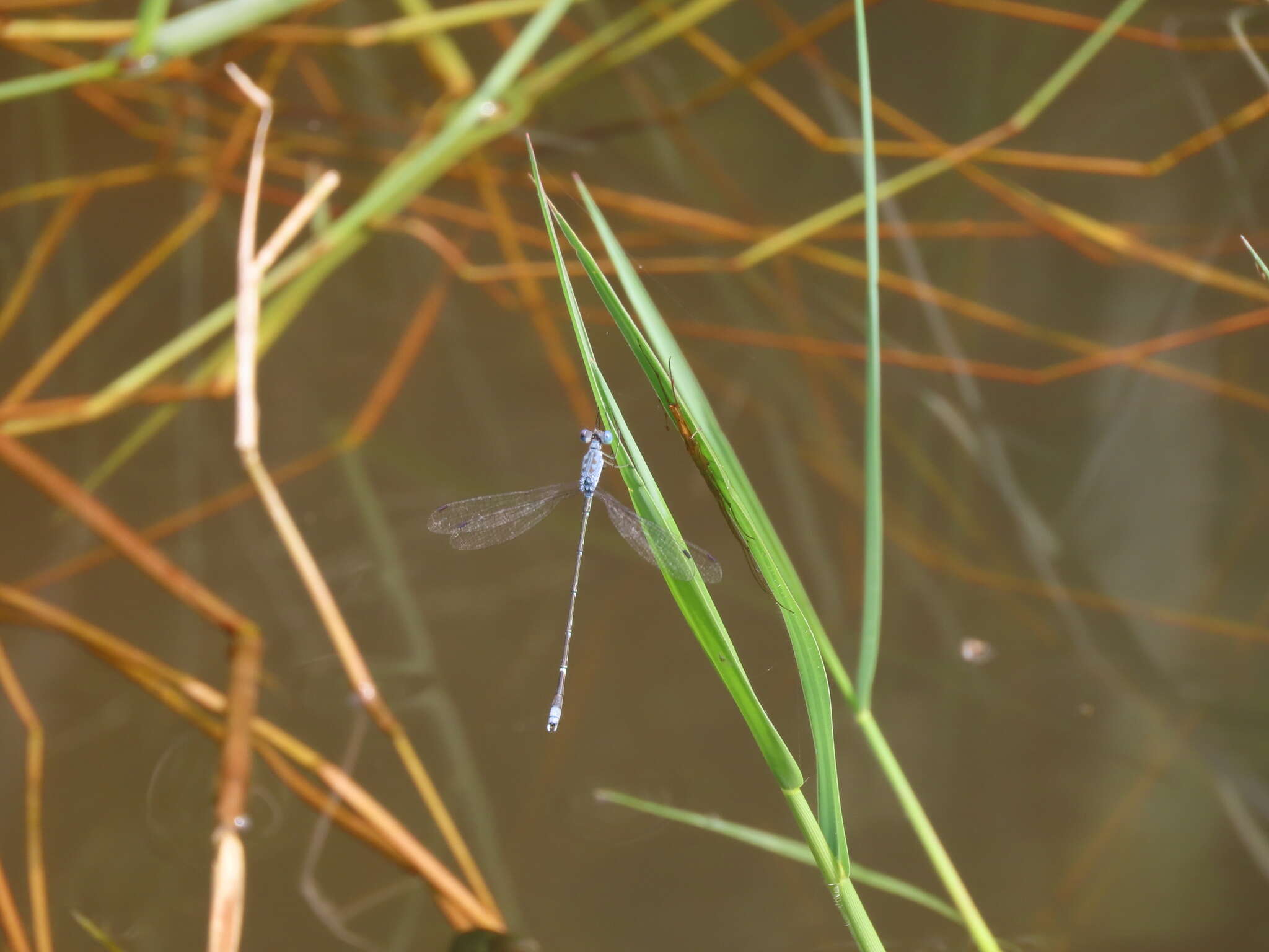 Слика од Lestes praemorsus Hagen ex Selys 1862