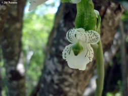 Image of Chloraea galeata Lindl.