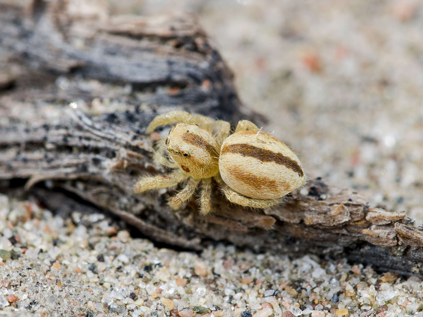 Plancia ëd Pseudomogrus zhilgaensis (Logunov & Marusik 2003)