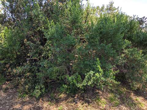 Image of Baccharis pilularis subsp. consanguinea (DC.) C. B. Wolf