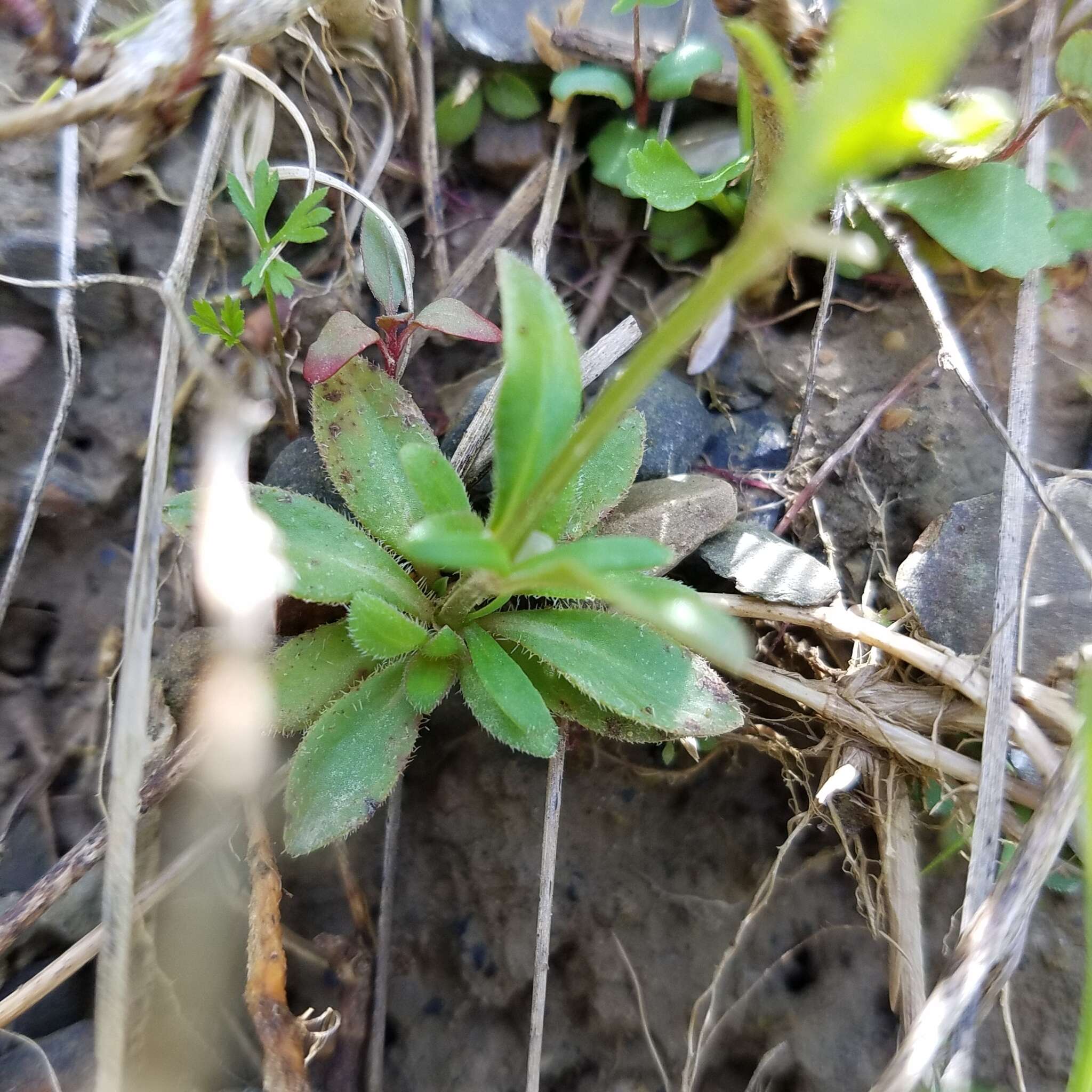 Image of Canadian summer bluet