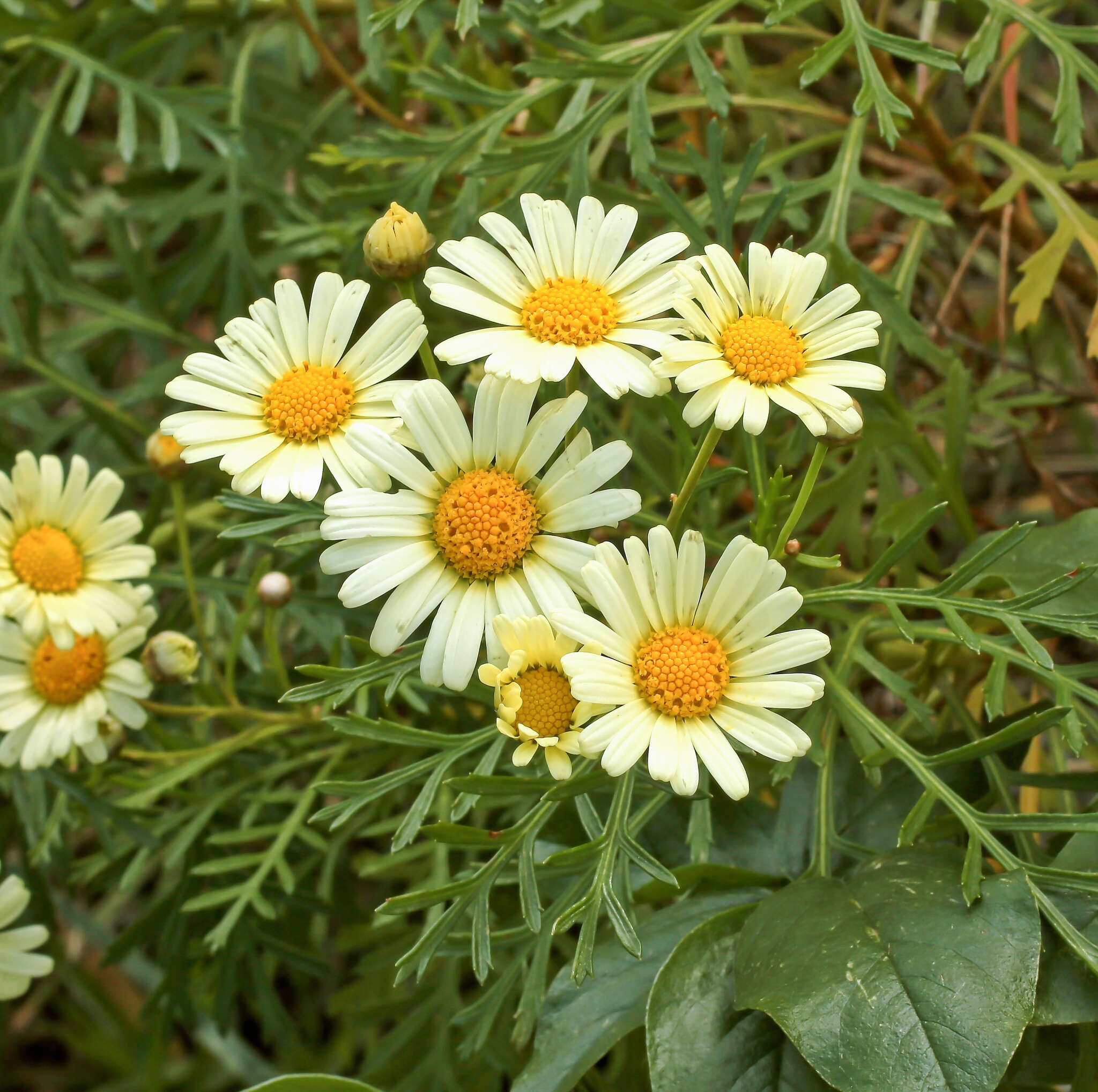 Image of Argyranthemum callichrysum subsp. callichrysum