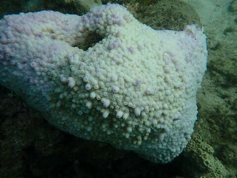 Image of Starflower coral