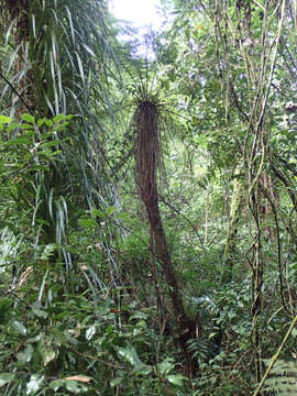 Image of Tree Fern Soft