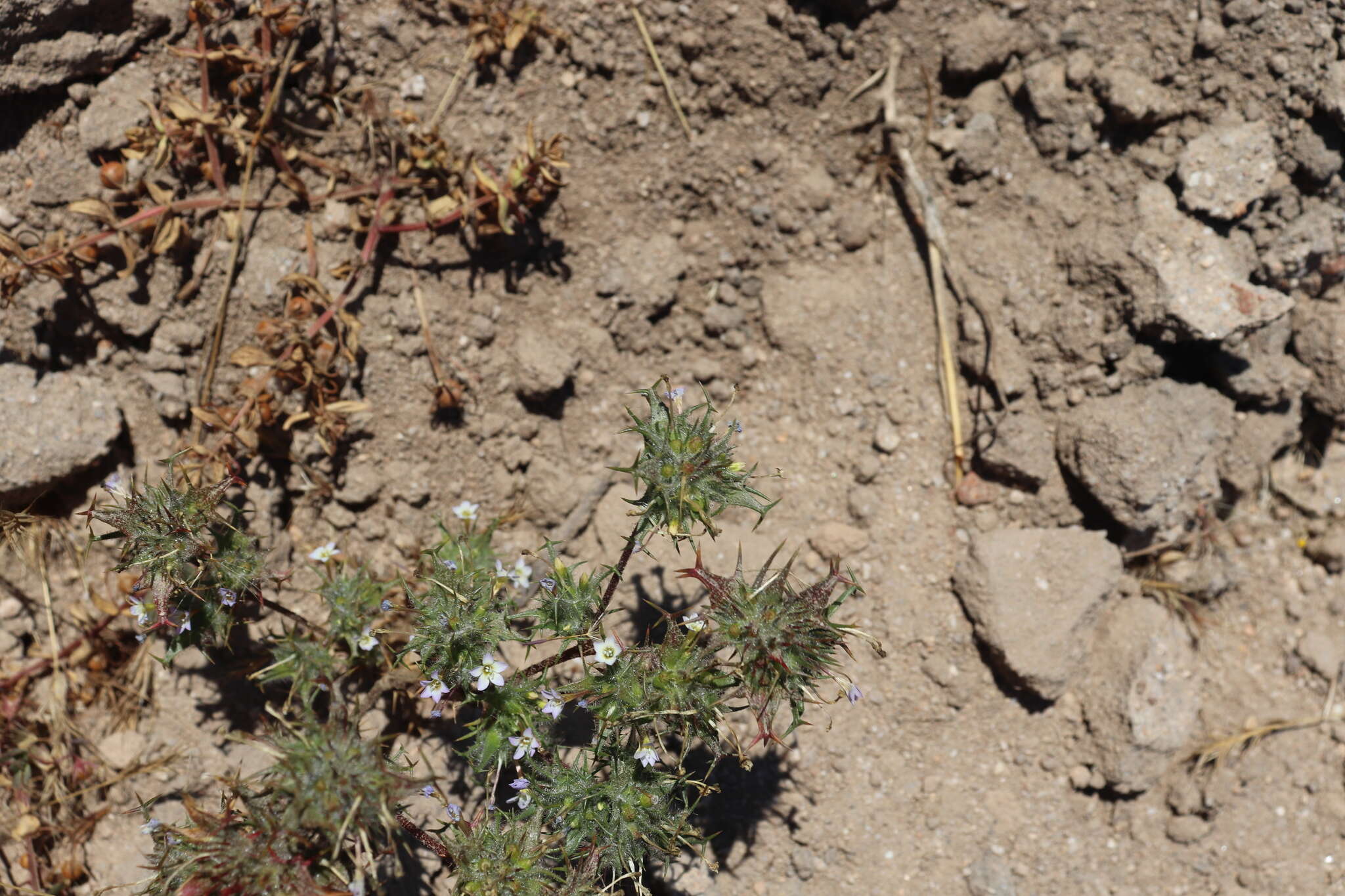 Image of small-lobe navarretia