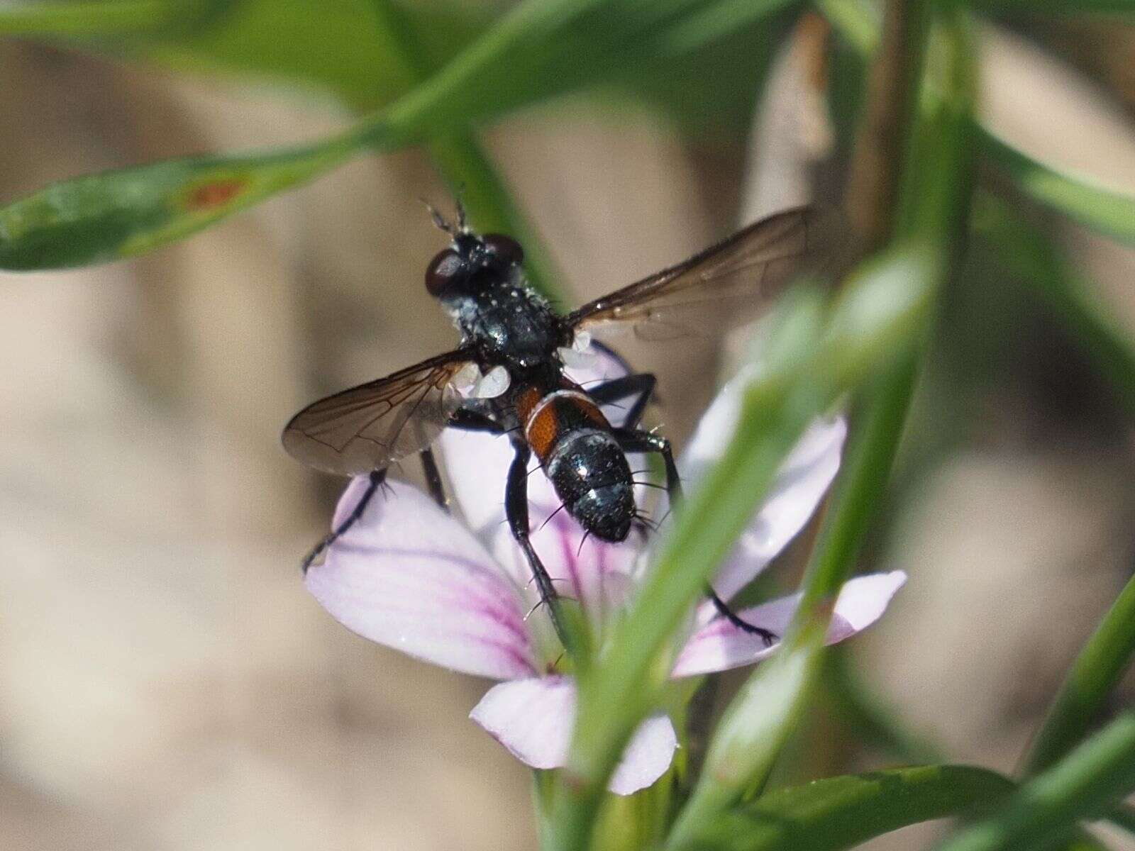 Image of Cylindromyia pusilla (Meigen 1824)