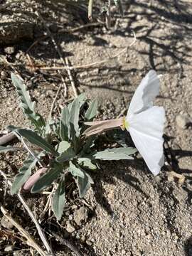 Image of California evening primrose