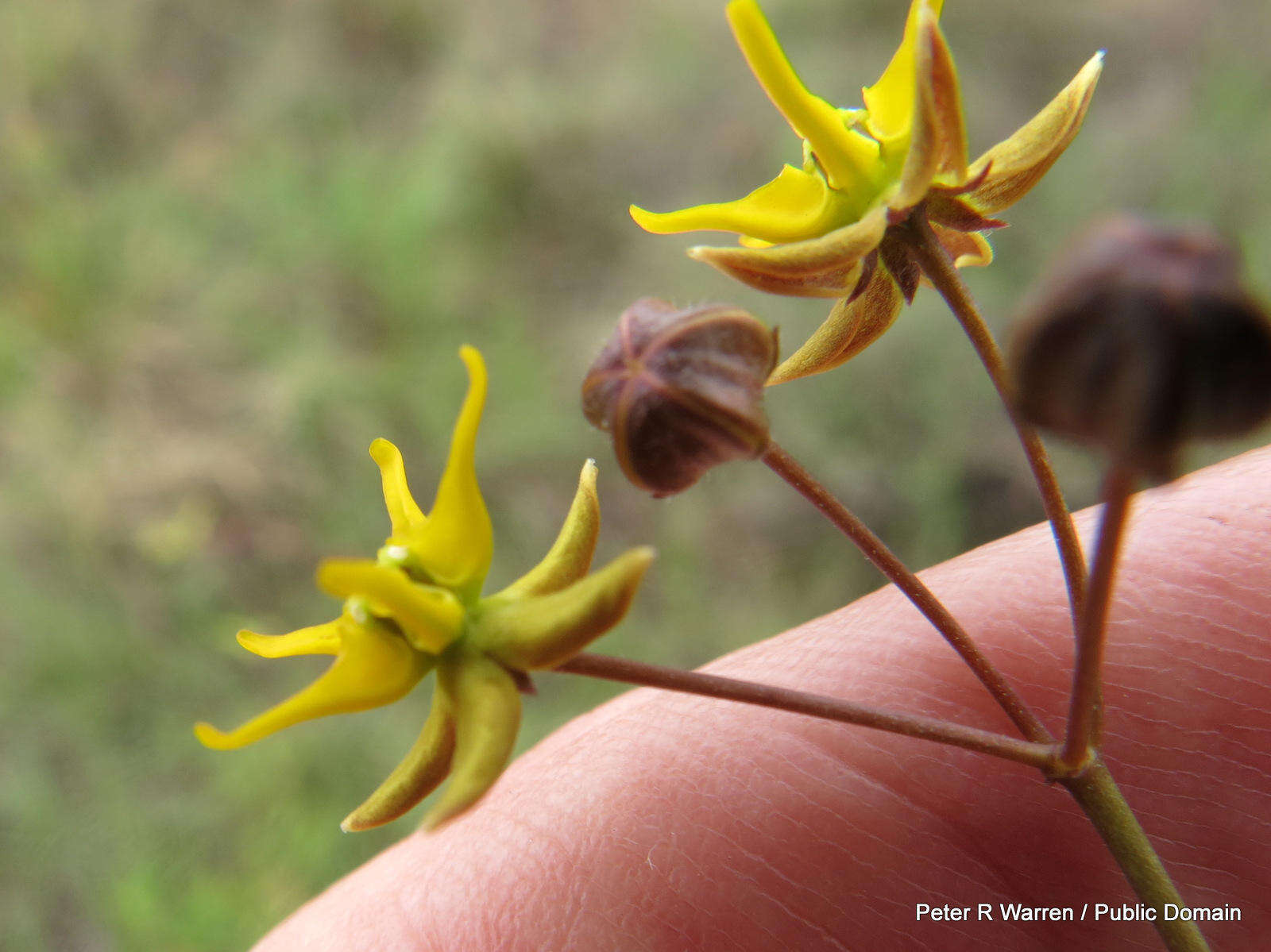 Image of Golden star-drops