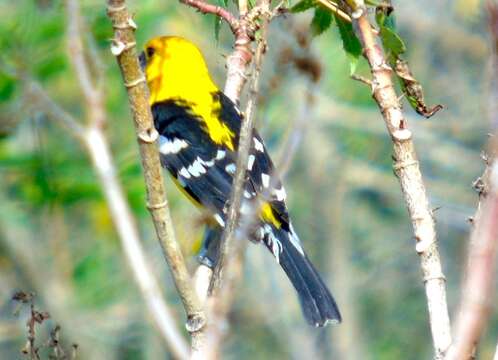 Image of Mexican Yellow Grosbeak