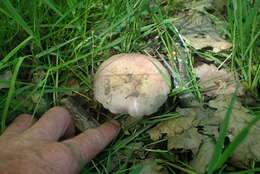 Image of Russula ionochlora Romagn. 1952