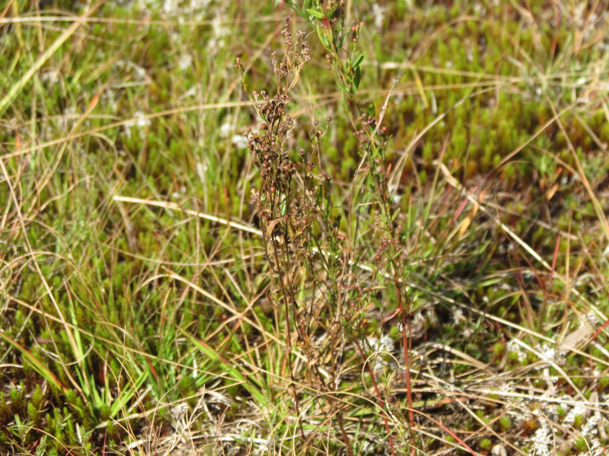 Image of largepod pinweed