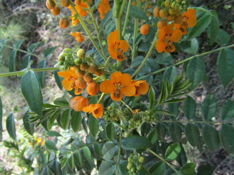 Image of Senna stipulacea (Aiton) H. S. Irwin & Barneby