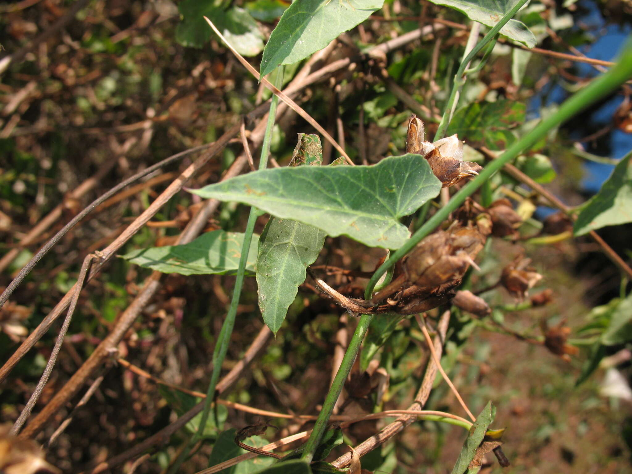 Image of Pacific false bindweed