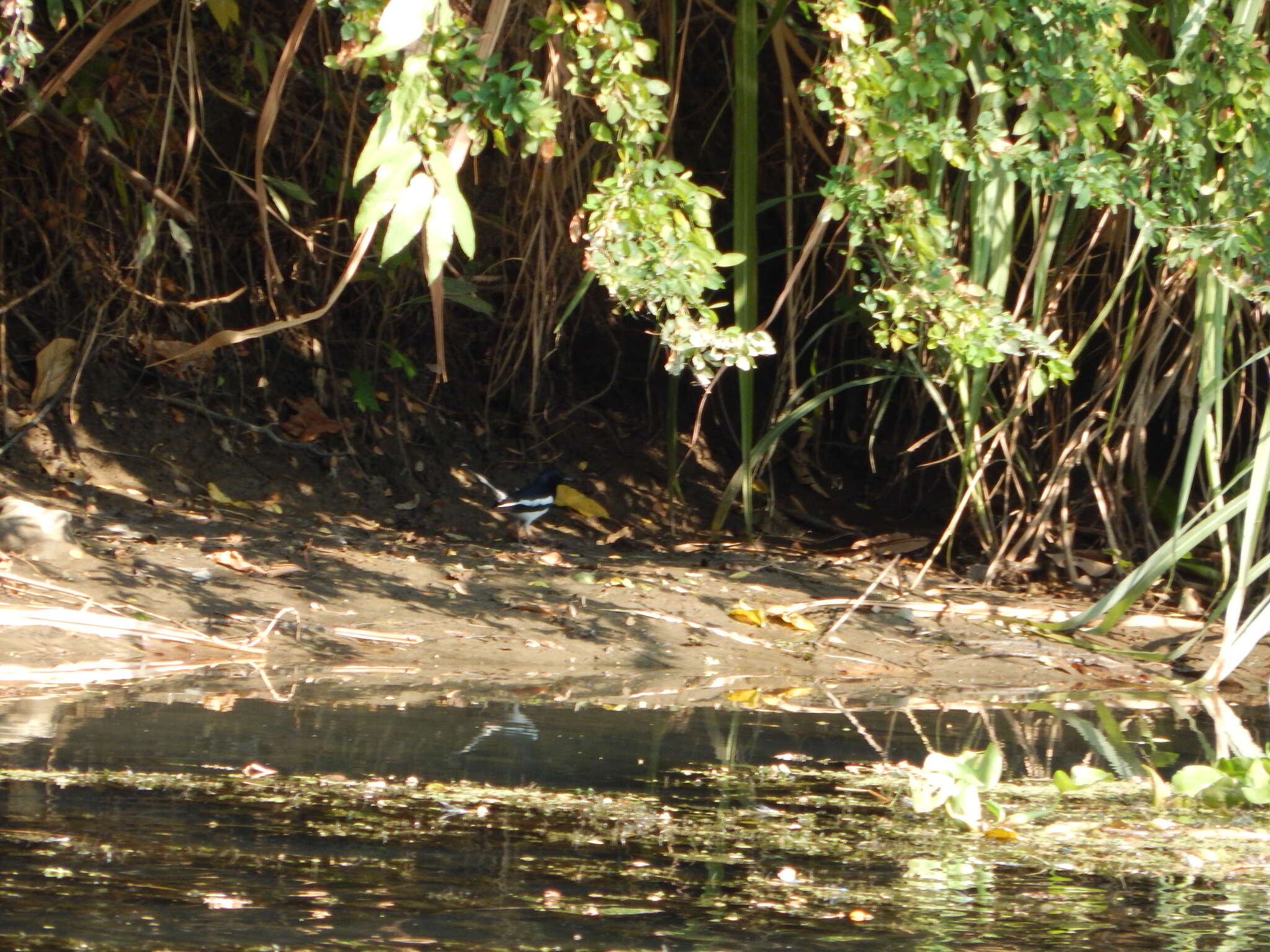 Image of Oriental Magpie Robin