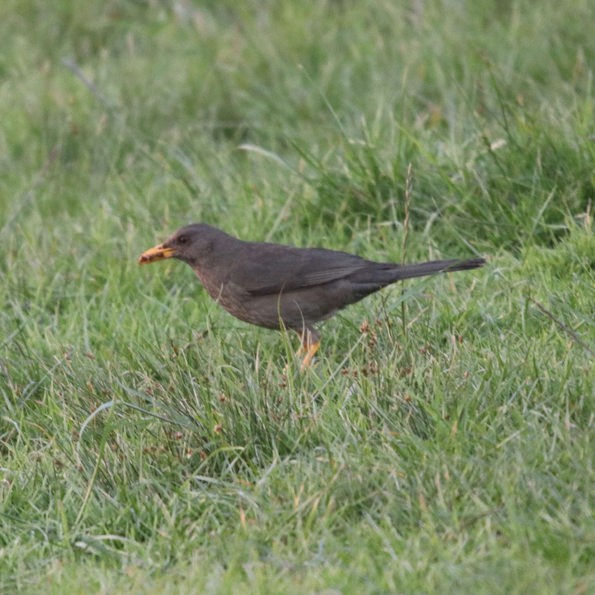 Turdus chiguanco d'Orbigny & Lafresnaye 1837 resmi