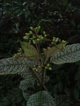 Image of Psychotria bullulata Bremek.