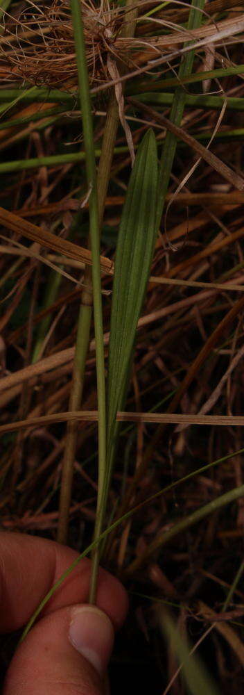 Image of Eulophia odontoglossa Rchb. fil.