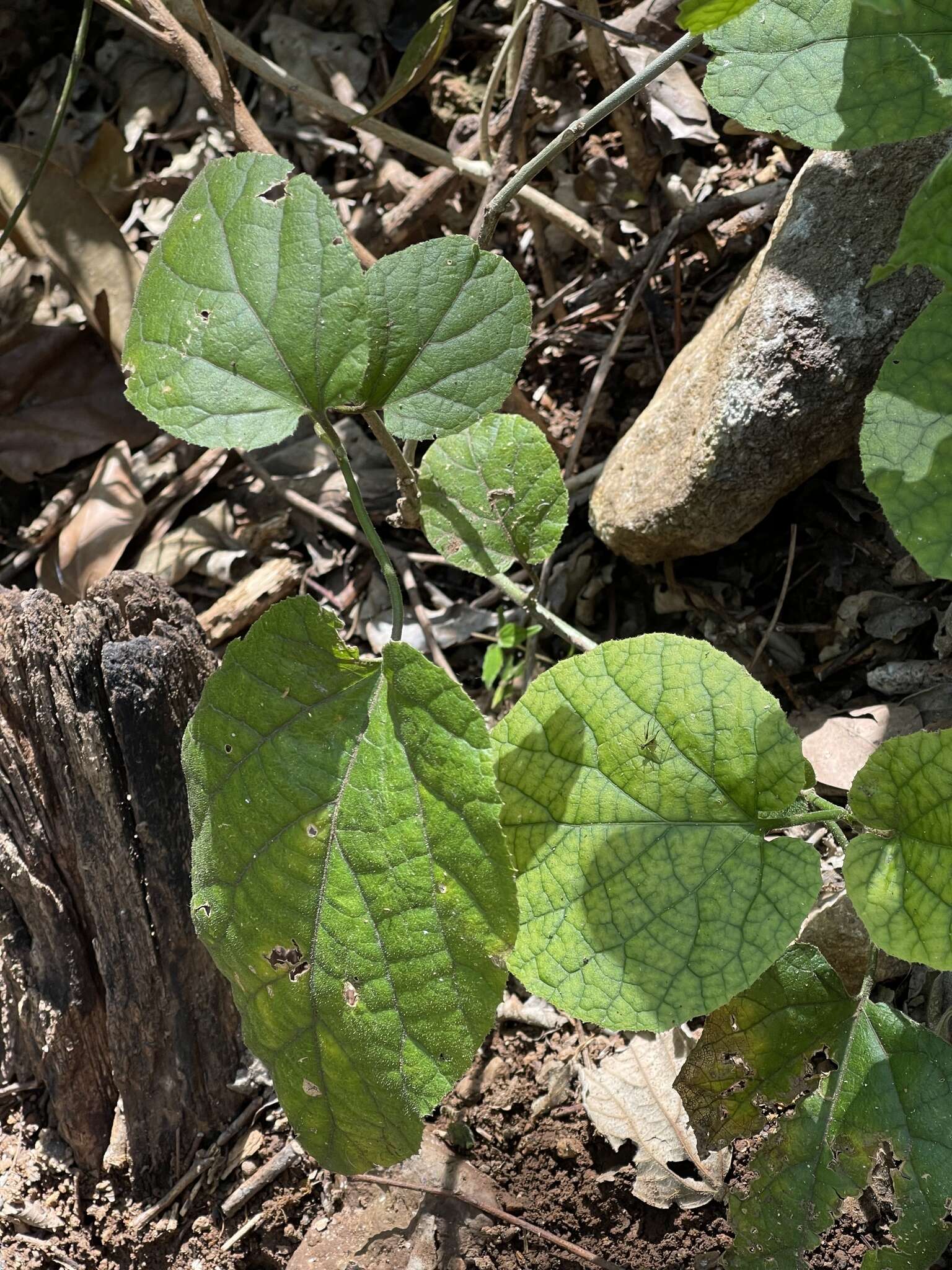 Image de Pyrenacantha grandiflora Baill.