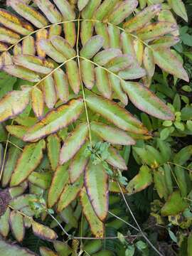 Plancia ëd Osmunda japonica Thunb.