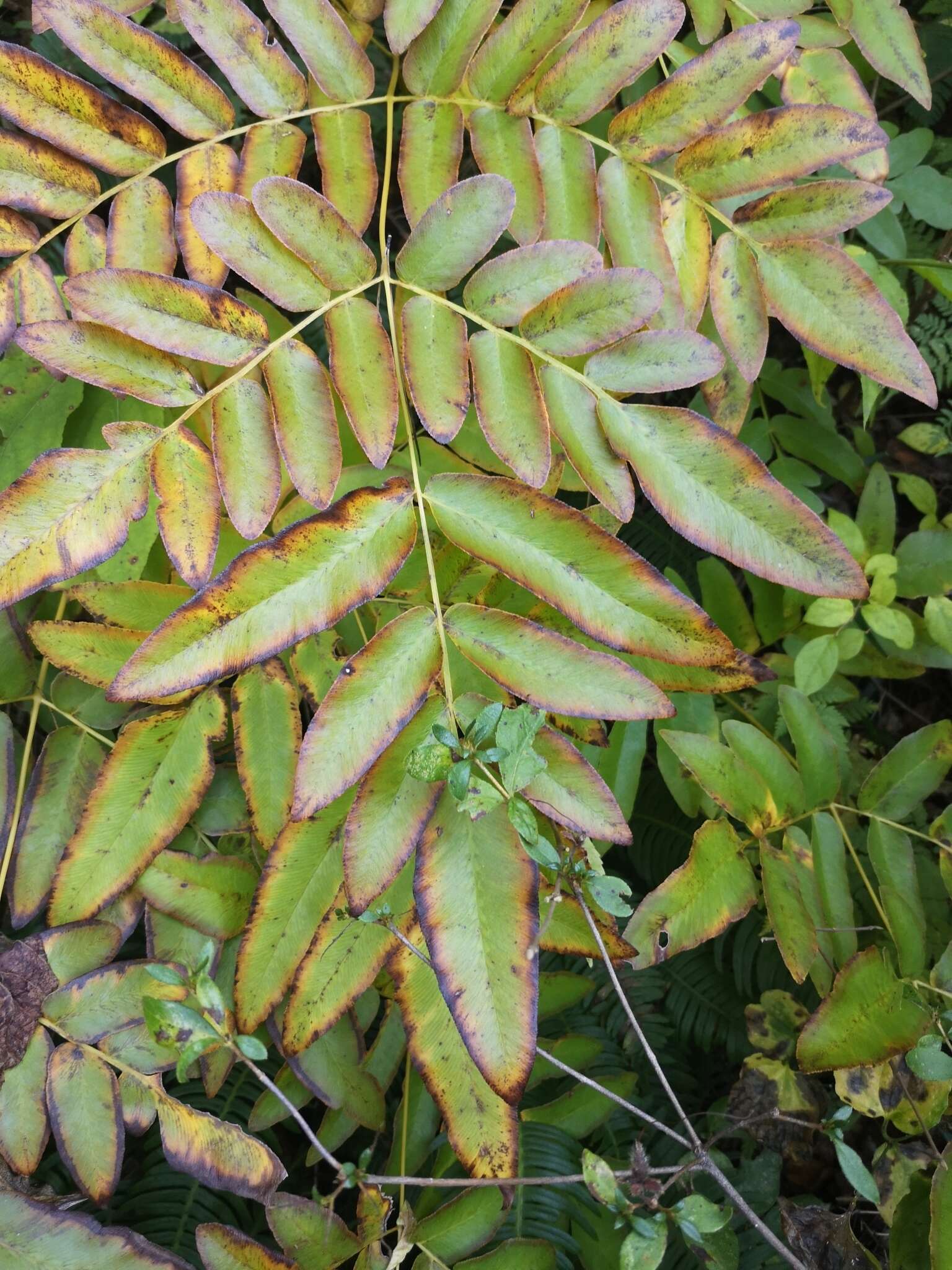 Image of Osmunda japonica Thunb.