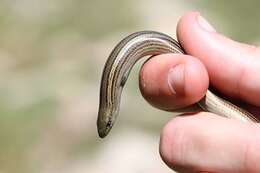 Chalcides chalcides (Linnaeus 1758) resmi