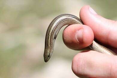 Chalcides chalcides (Linnaeus 1758) resmi