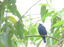 Image of Opal-crowned Tanager