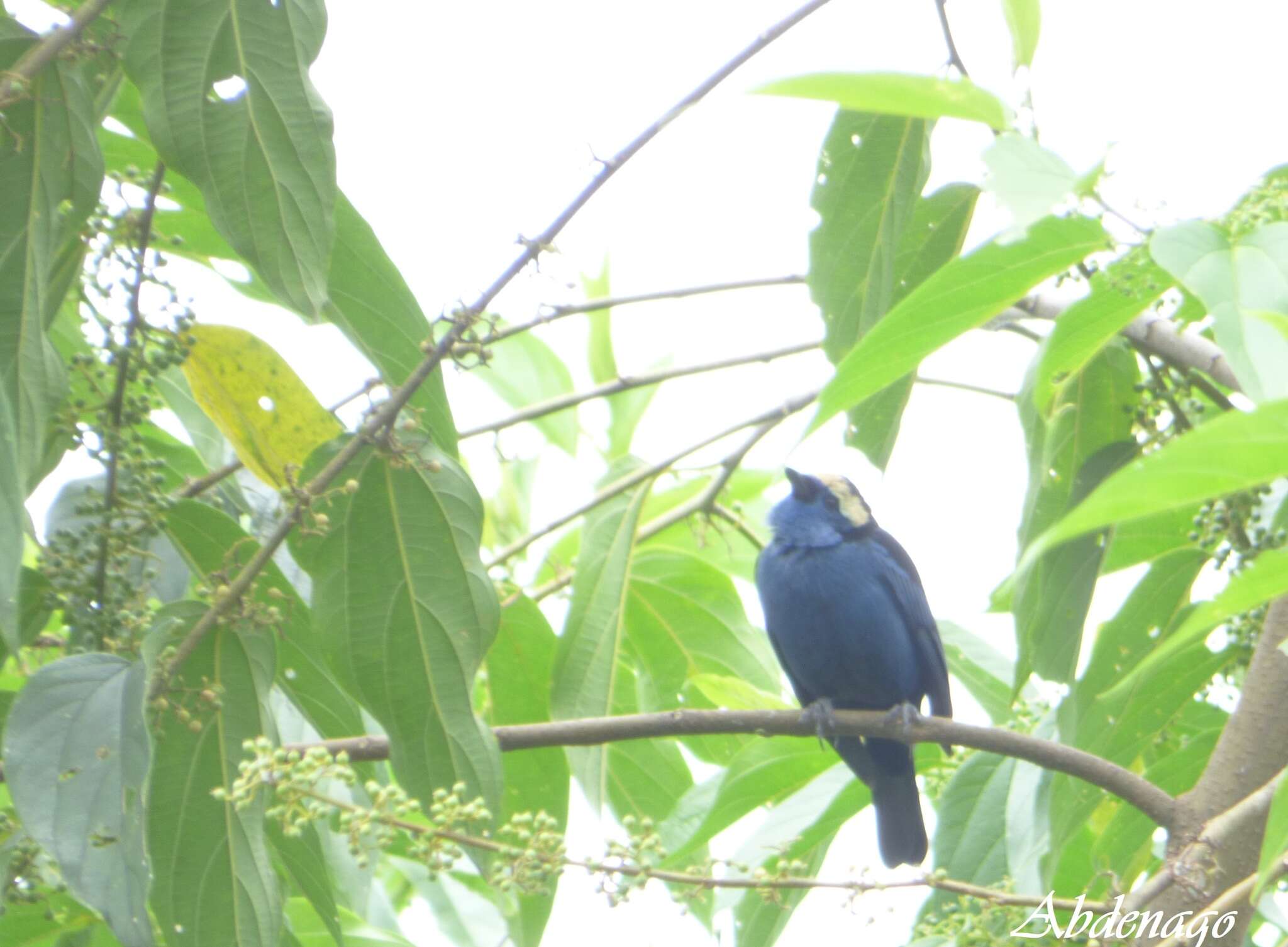 Image of Opal-crowned Tanager