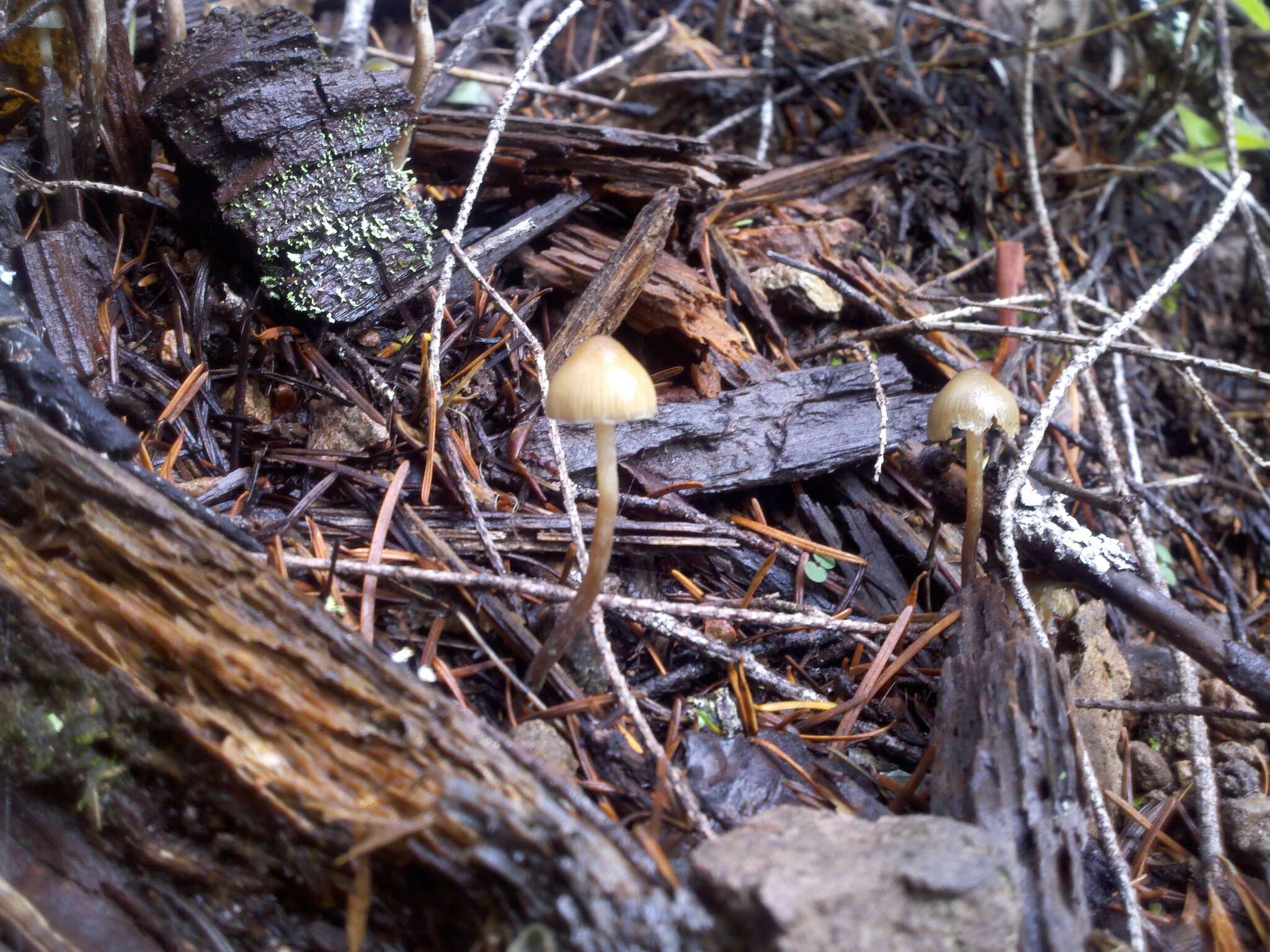 Image of Psilocybe pelliculosa (A. H. Sm.) Singer & A. H. Sm. 1958