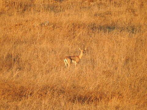 Image of Mountain Gazelle