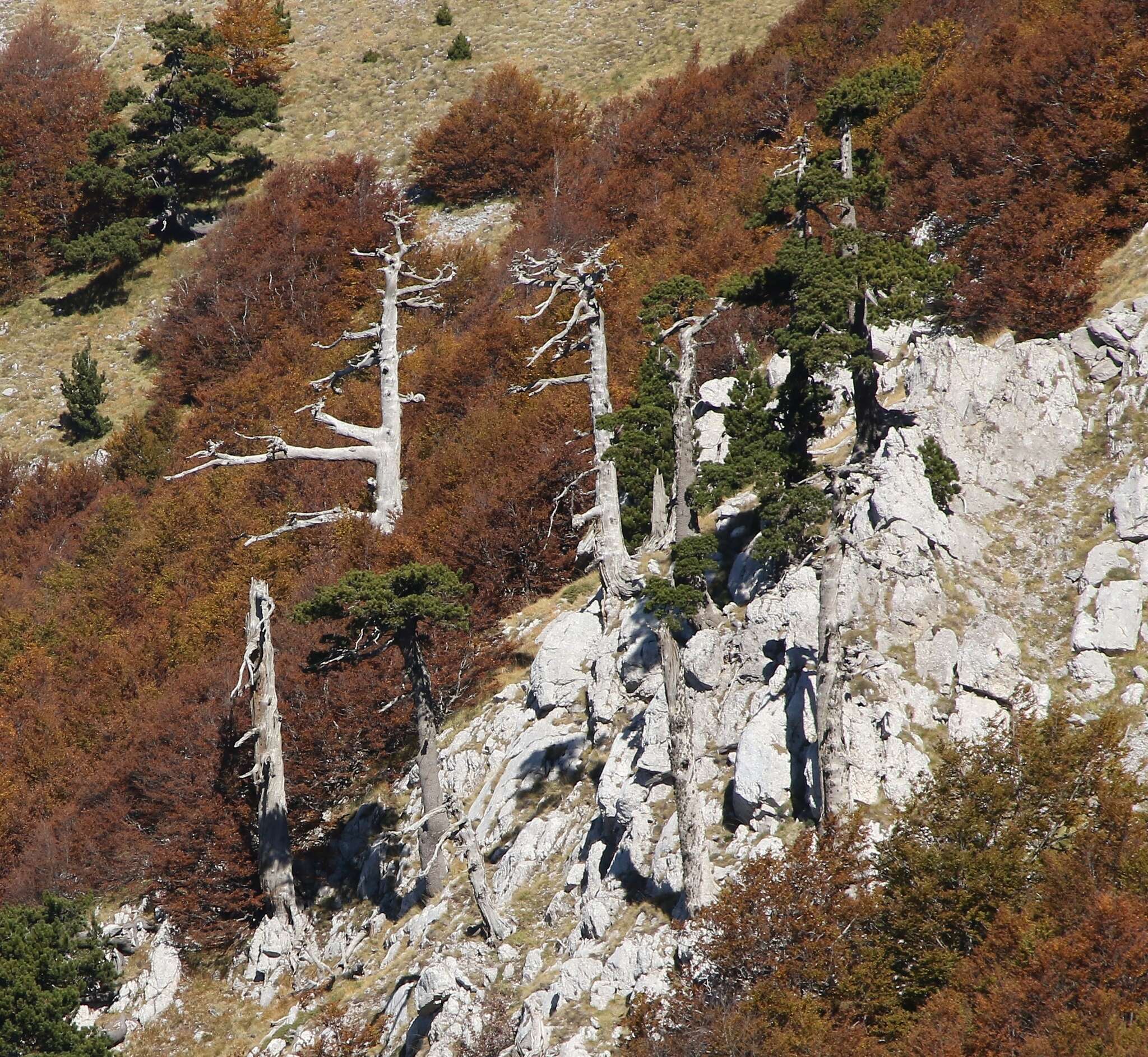 Image of Bosnian Pine