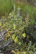 Image of Cleomella arborea var. angustata (Parish) J. C. Hall & Roalson