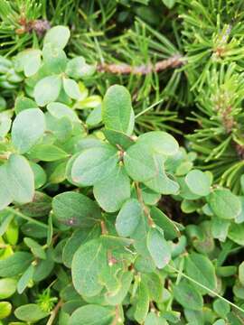 Image of Vaccinium uliginosum subsp. microphyllum Lange