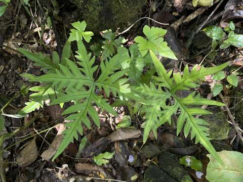 Image of digit fern