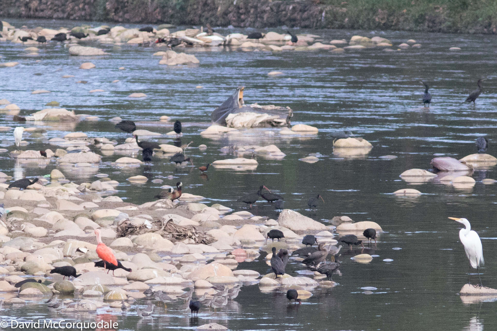 Image of Scarlet Ibis