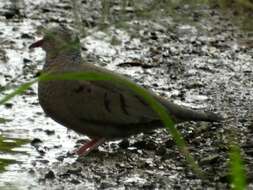 Image of Common Ground Dove