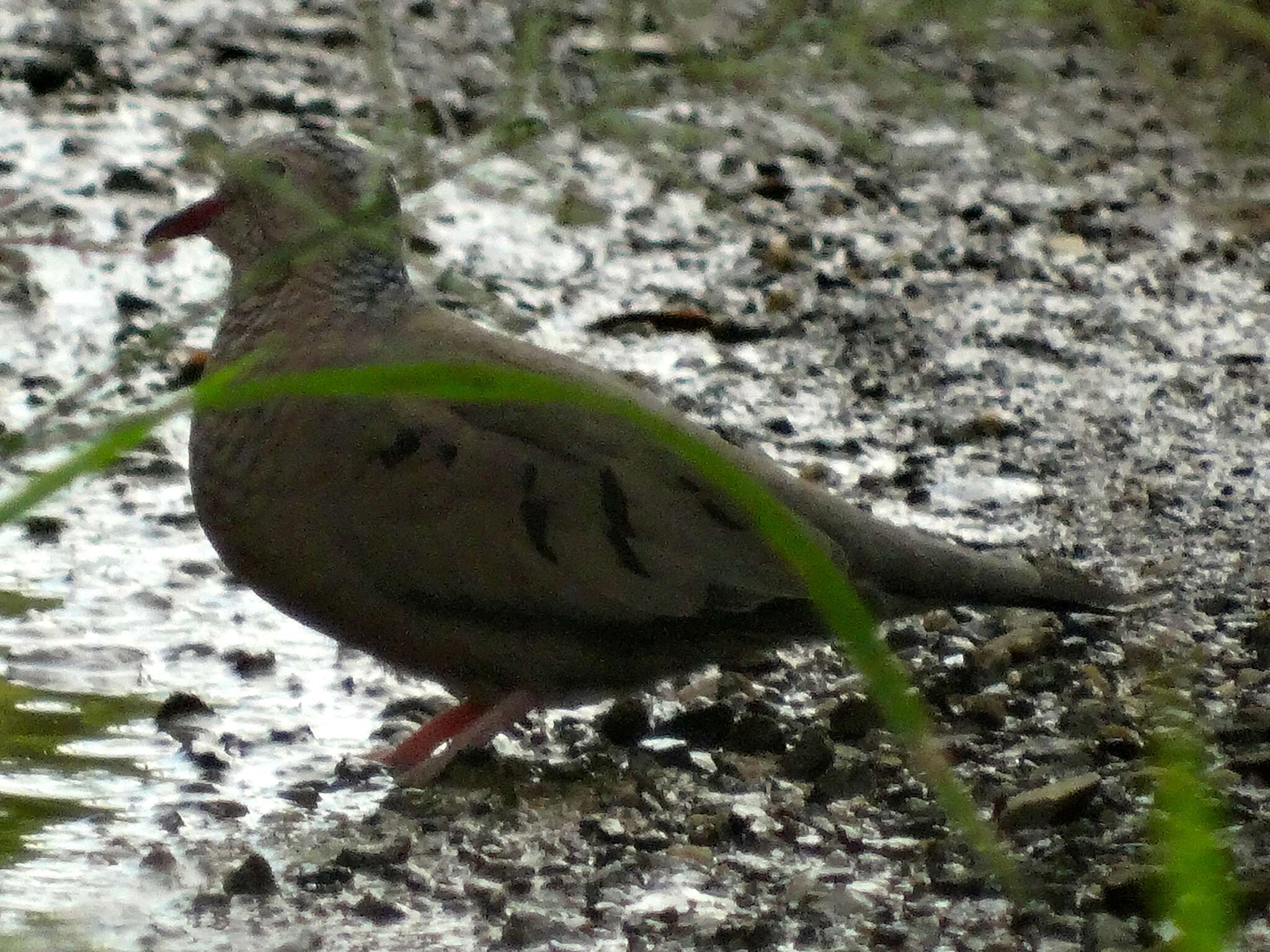 Plancia ëd Columbina passerina (Linnaeus 1758)