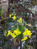 Imagem de Lindenbergia grandiflora (Buch.-Ham. ex D. Don) Benth.