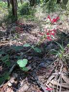 Imagem de Salvia roemeriana Scheele