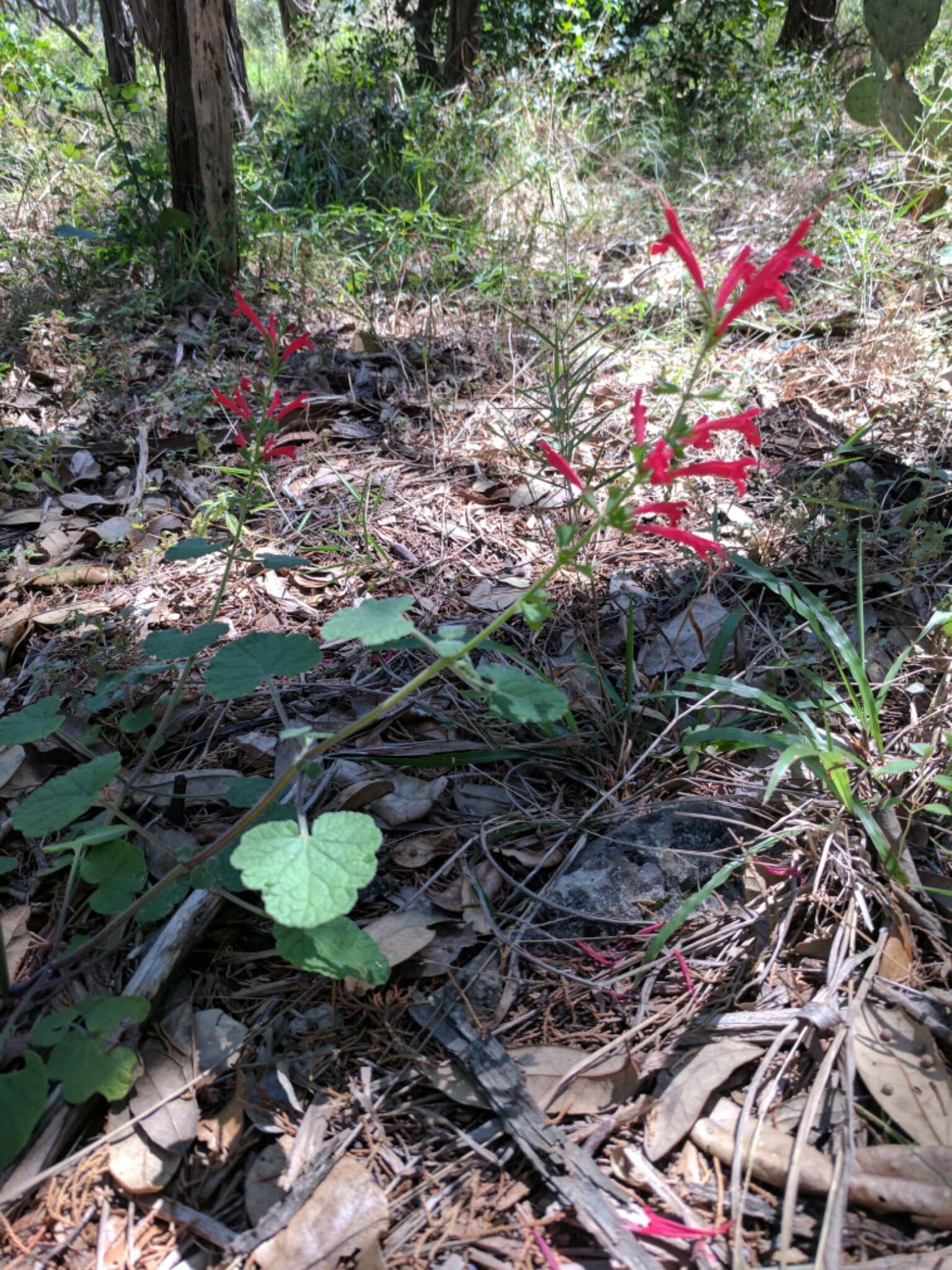 Sivun Salvia roemeriana Scheele kuva