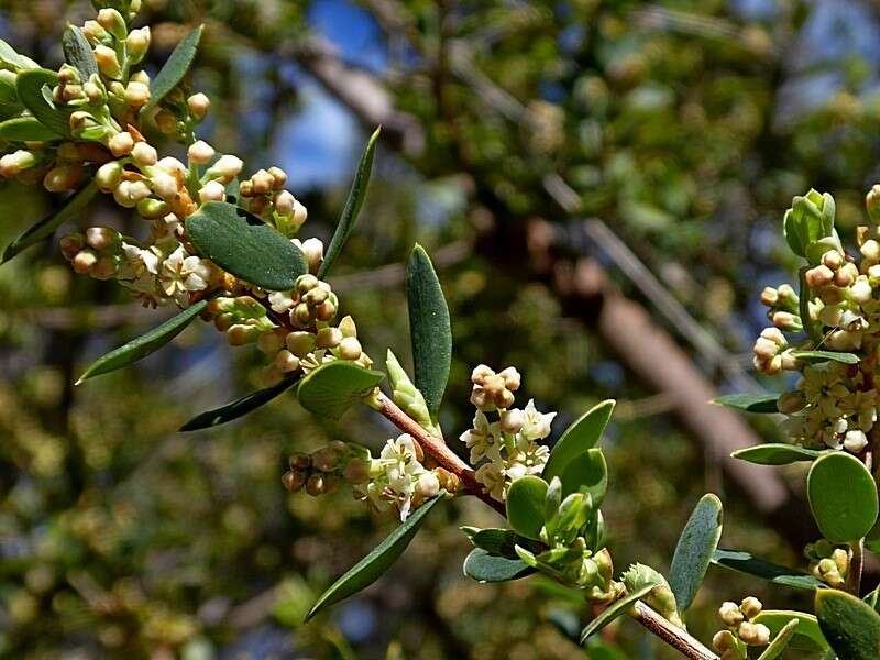 Image of Monotoca elliptica (Smith) R. Br.