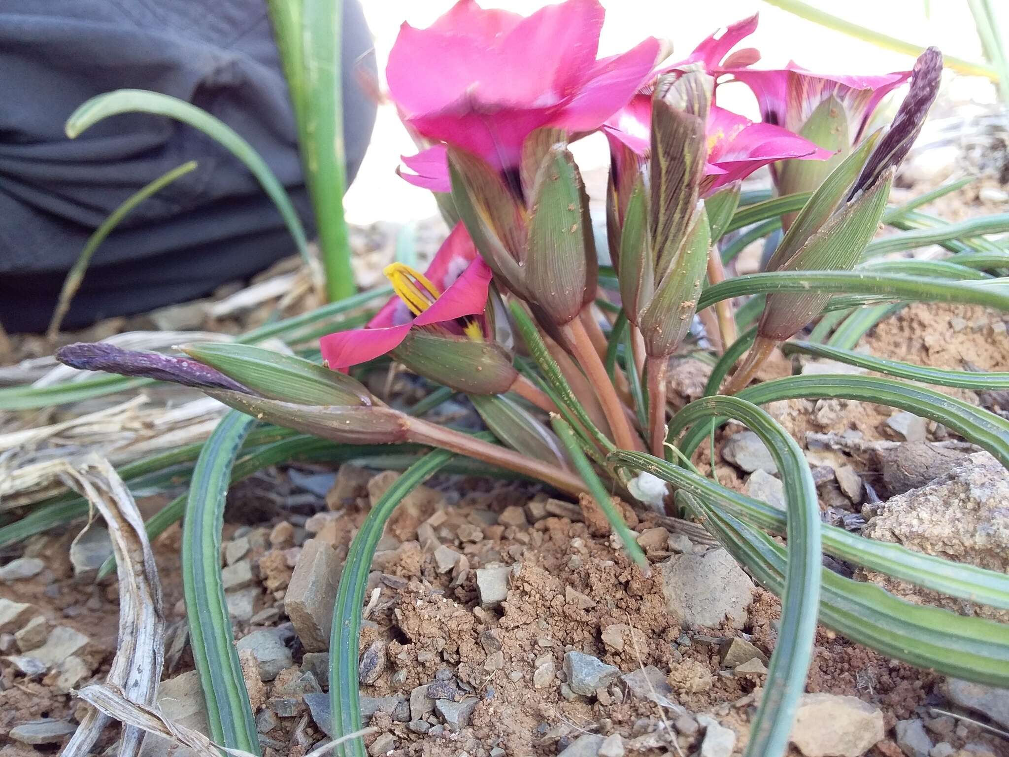 Image of Romulea monadelpha (Sweet ex Steud.) Baker