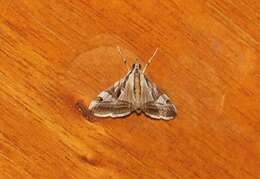 Agrioglypta itysalis Walker 1859 resmi