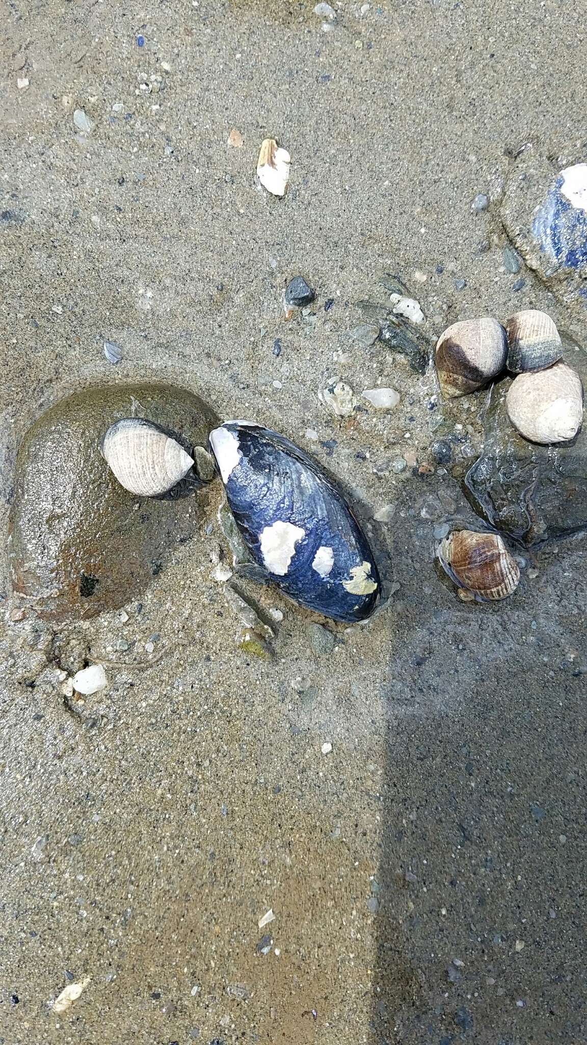 Image of Blue mussel