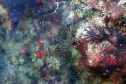 صورة Redigobius macrostoma (Günther 1861)