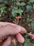 Image of Hypenia macrantha (A. St.-Hil. ex Benth.) Harley