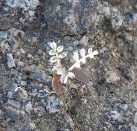 Image of triplerib milkvetch